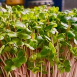 Route to Magical Microgreens:5 Easy Varieties