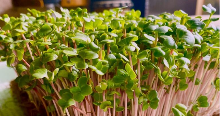 Route to Magical Microgreens:5 Easy Varieties